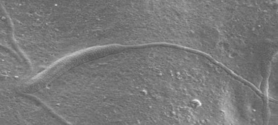 Antarctica-Sperm-50-million-years